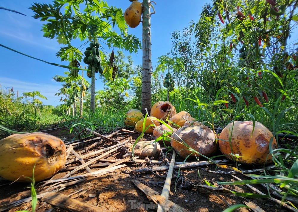 Xót xa nhìn vườn đu đủ thối rụng vì doanh nghiệp bất ngờ lật kèo - Ảnh 7.