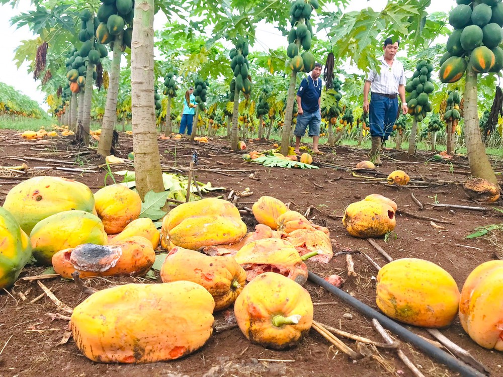 Xót xa nhìn vườn đu đủ thối rụng vì doanh nghiệp bất ngờ lật kèo - Ảnh 5.