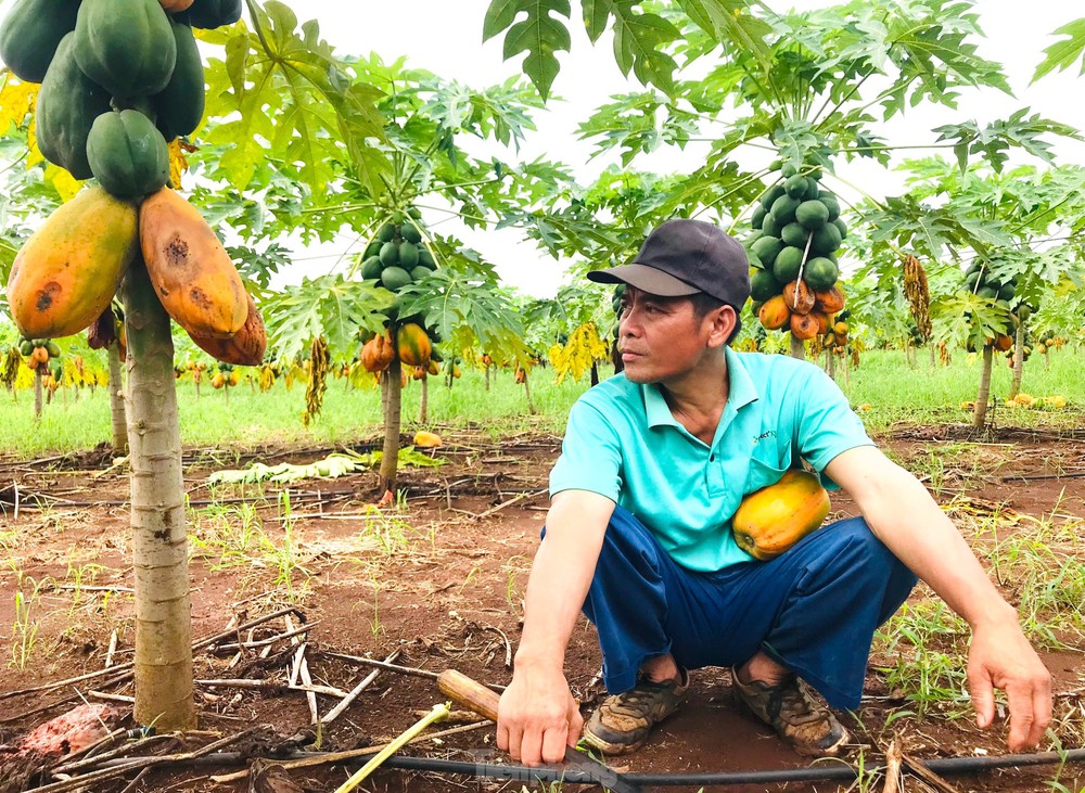 Xót xa nhìn vườn đu đủ thối rụng vì doanh nghiệp bất ngờ lật kèo - Ảnh 15.