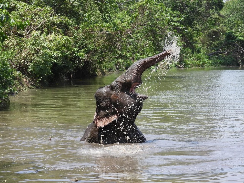 Ngừng chở khách, voi thỏa thích vui đùa dưới nước khi được thả về rừng - Ảnh 11.