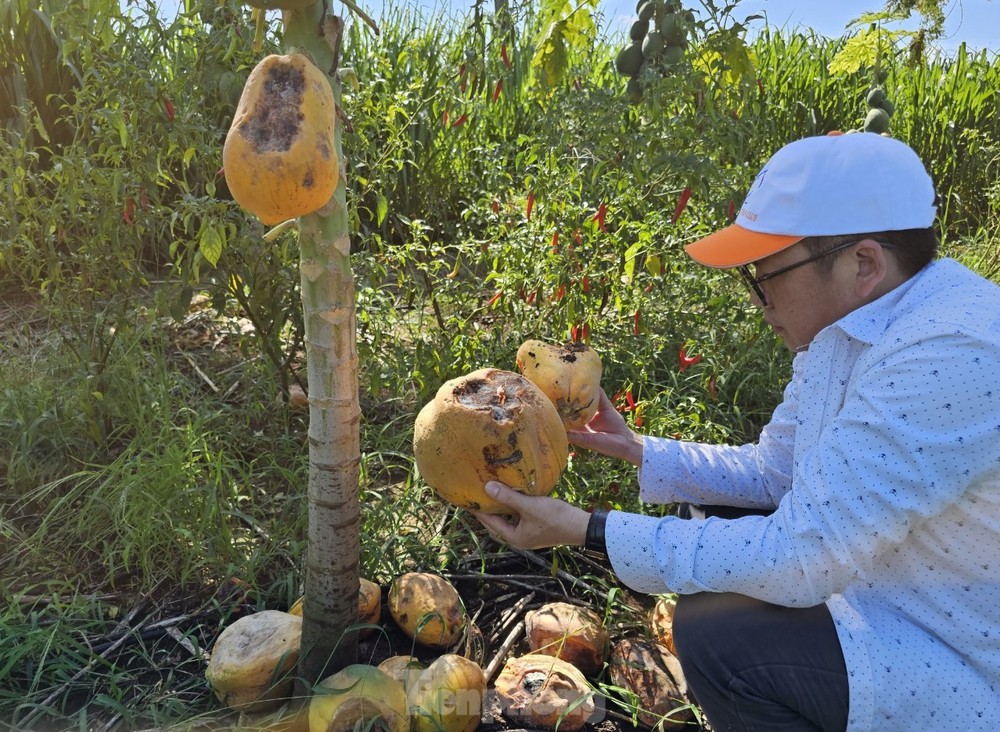 Xót xa nhìn vườn đu đủ thối rụng vì doanh nghiệp bất ngờ lật kèo - Ảnh 13.