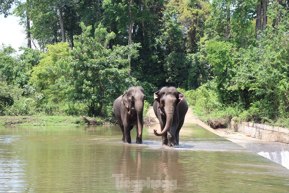 Ngừng chở khách, voi thỏa thích vui đùa dưới nước khi được thả về rừng - Ảnh 8.