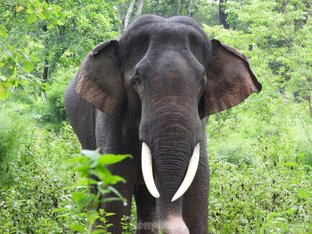 Ngừng chở khách, voi thỏa thích vui đùa dưới nước khi được thả về rừng - Ảnh 5.