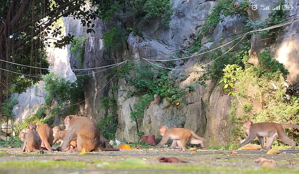 Khám phá ngôi chùa có bầy khỉ hoang hàng trăm con ở Thanh Hóa - Ảnh 2.
