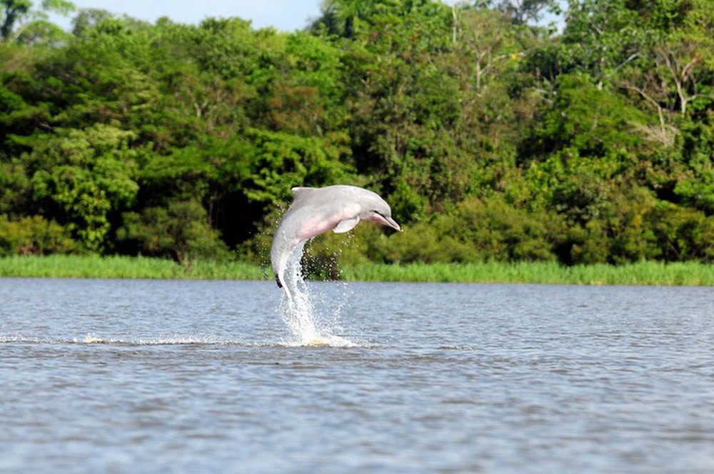 Tại sao cá heo sông Amazon có màu hồng? - Ảnh 7.