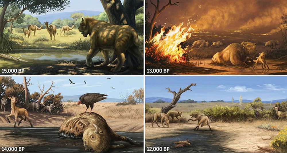 Cháy rừng cách đây 13.000 năm đã khiến cho hổ răng kiếm, sói dire và nhiều loài khác tuyệt chủng tại nơi ngày nay là California - Ảnh 1.