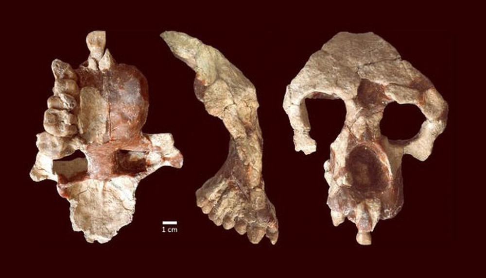Phát hiện hài cốt 8,7 triệu tuổi làm đảo lộn lịch sử loài người - Ảnh 1.
