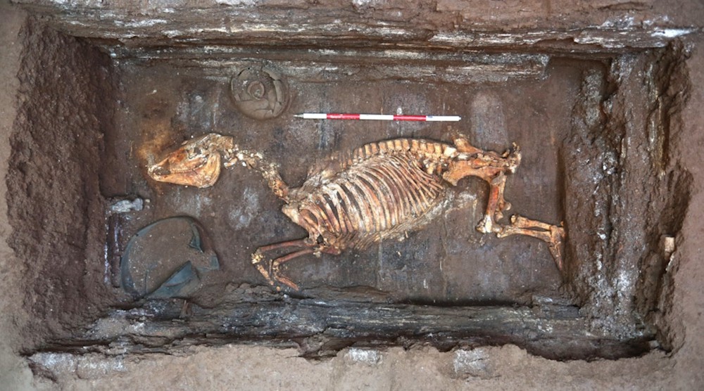Sinh vật bí ẩn được khai quật từ lăng mộ hoàng đế nhà Hán là loài động vật gì? - Ảnh 3.