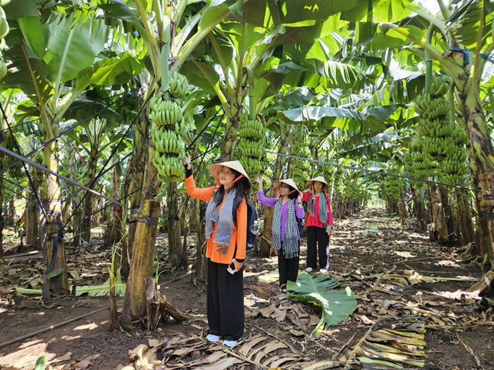 Có một “thủ phủ” trái cây khách du lịch ít biết ở Đồng Nai - Ảnh 4.