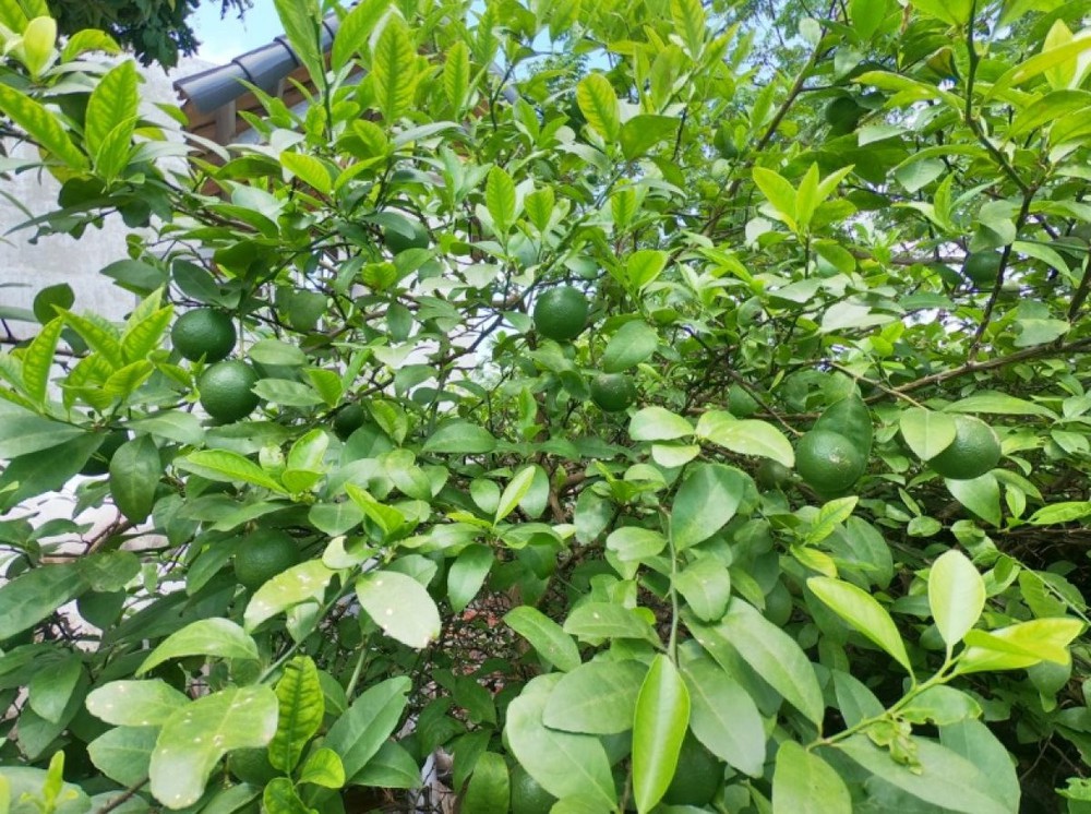 Loại lá cây rẻ bèo ở Việt Nam sang nước ngoài lại đắt hơn tôm tươi, bán hơn 8 triệu đồng/kg vẫn đầy người mua - Ảnh 1.
