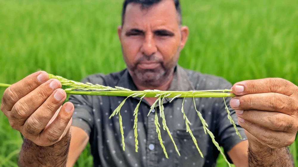Đây là thứ tàn phá kho gạo Ấn Độ đẩy giá gạo Việt Nam, Thái Lan tăng vọt - Ảnh 4.