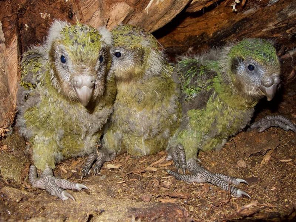 Giải trình tự gene giúp bảo tồn loài vẹt Kakapo đang có nguy cơ tuyệt chủng - Ảnh 1.