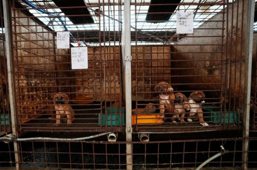 Quốc gia châu Á tranh cãi nảy lửa vì chuyện ăn thịt chó: Các chủ trang trại chó thịt lên tiếng - Ảnh 1.