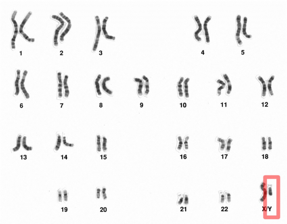 Nghiên cứu cho thấy nam giới hút thuốc lá sẽ dẫn đến mất nhiễm sắc thể Y - Ảnh 1.