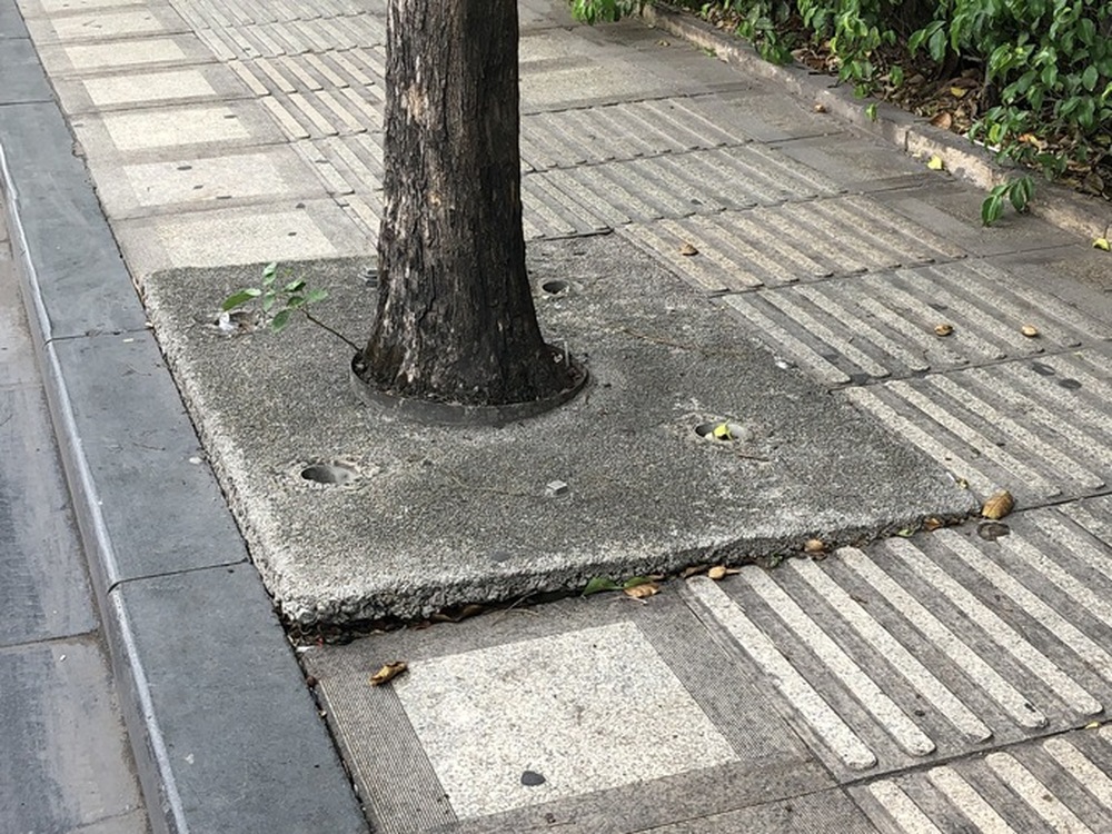 Hàng cây trên đường vào sân bay Tân Sơn Nhất bị bức tử - Ảnh 2.