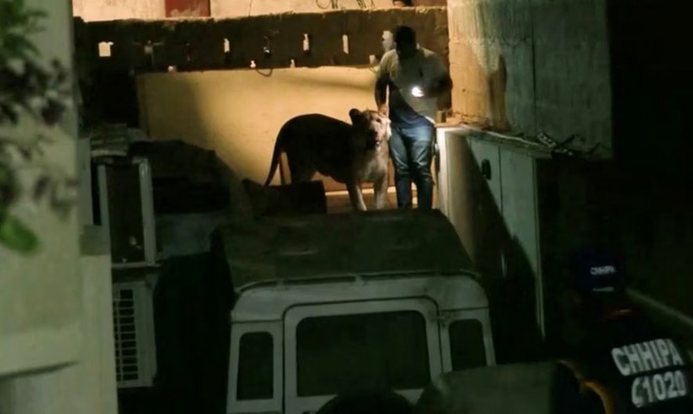 Video sư tử xổng chuồng ngoan ngoãn khi bị bắt trên đường phố Pakistan - Ảnh 1.