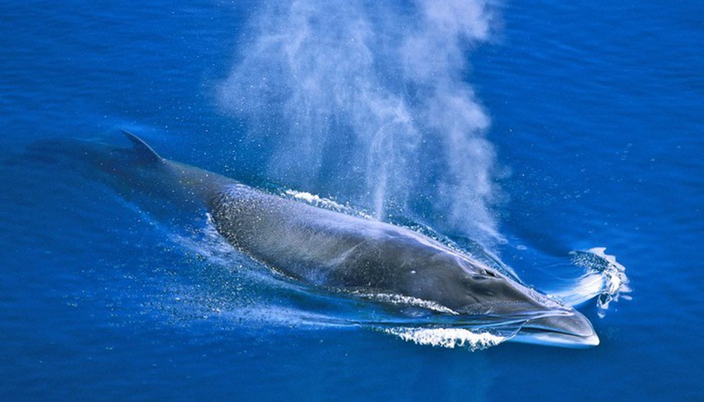 Vi nhựa đã được phát hiện trong mô cơ thể cá voi và cá heo - Ảnh 5.