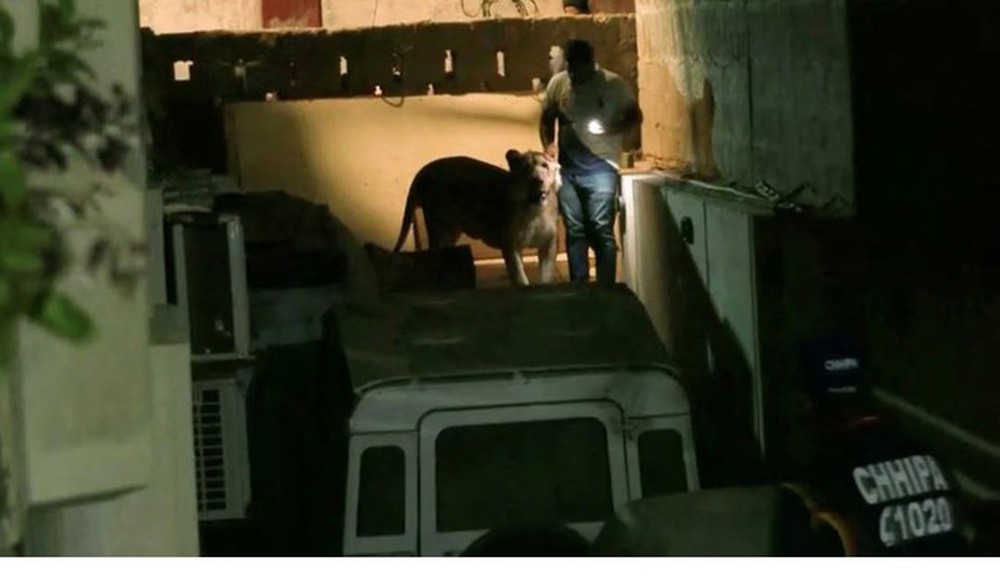 TP Karachi náo loạn vì sư tử nhảy khỏi xe ngay giờ cao điểm - Ảnh 1.