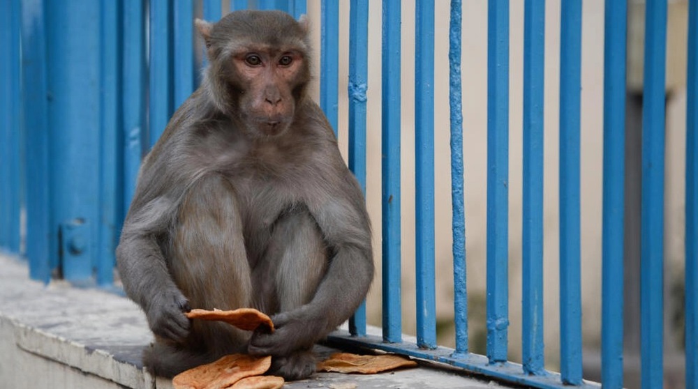 Ấn Độ thuê nhóm người khỉ ngăn khỉ quấy nhiễu hội nghị G20 - Ảnh 1.