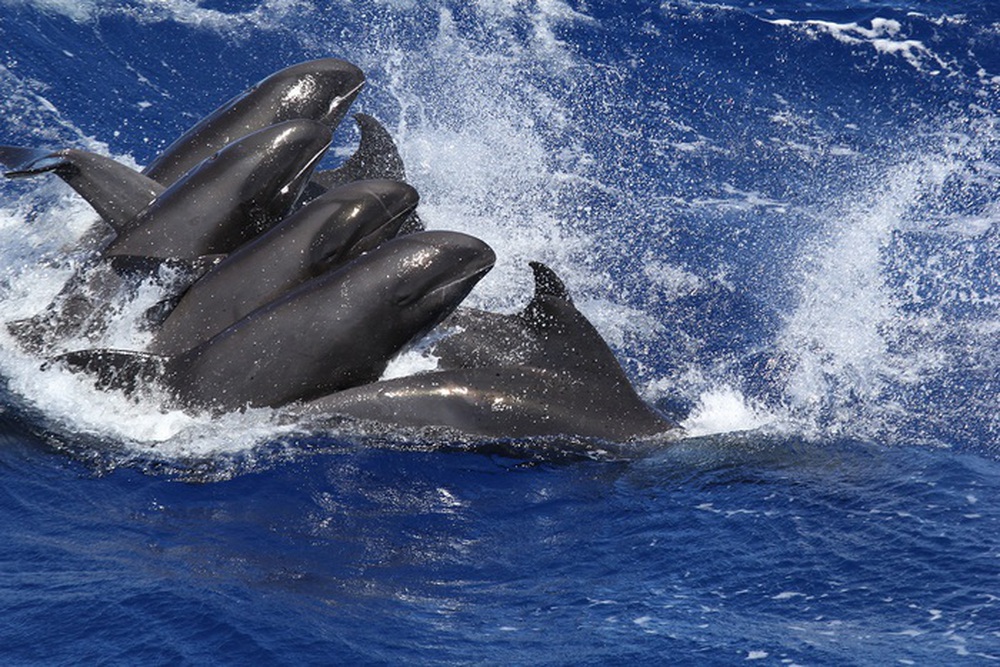 Vi nhựa đã được phát hiện trong mô cơ thể cá voi và cá heo - Ảnh 4.