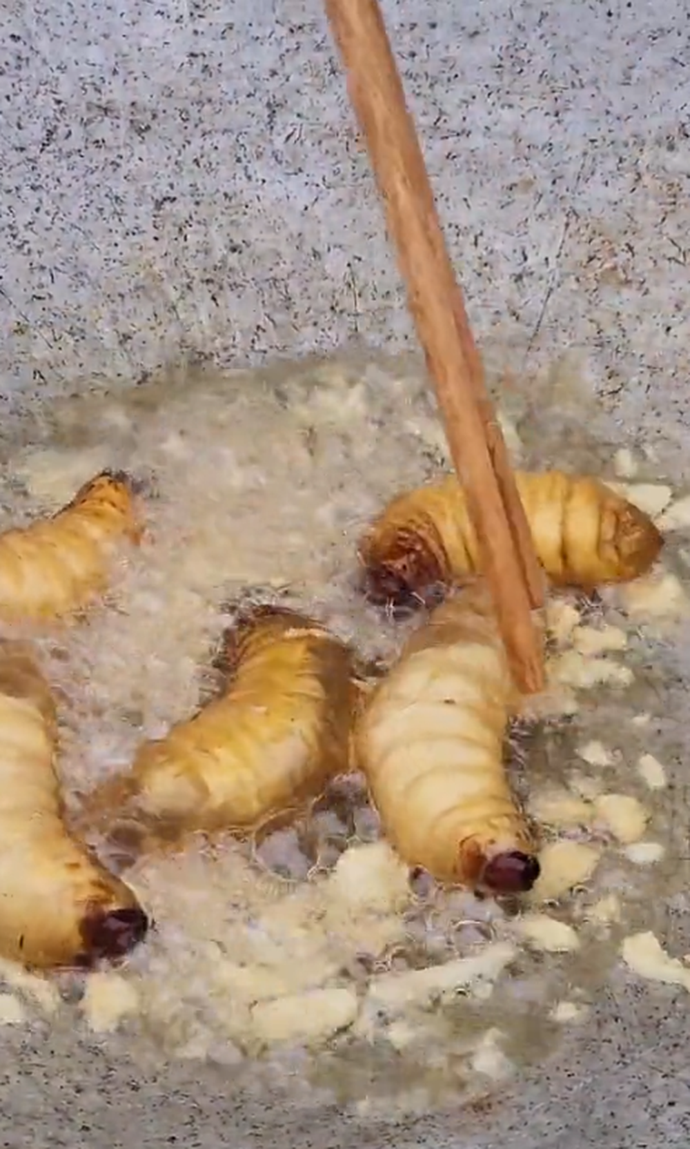 Món đặc sản “ẩn mình” trong thân cây ở miền Tây Việt Nam, du khách nhận xét nhìn thôi đã phải nhăn mặt
