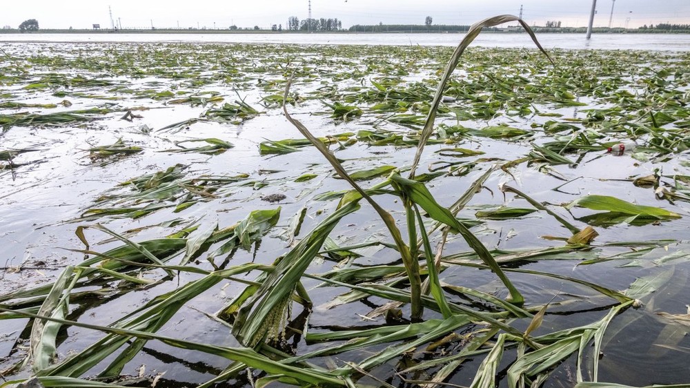 Mưa lũ kỷ lục nhấm chìm vựa lúa của Trung Quốc, gây lo ngại về an ninh lương thực - Ảnh 5.