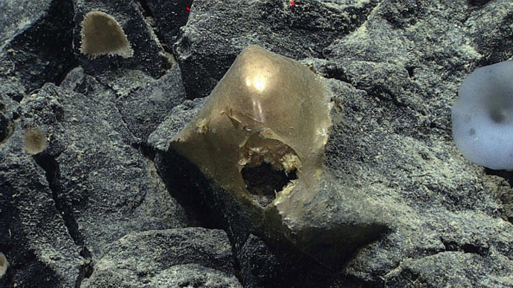 “Quả trứng vàng” bí ẩn được phát hiện dưới đáy biển làm đau đầu các nhà khoa học - Ảnh 1.
