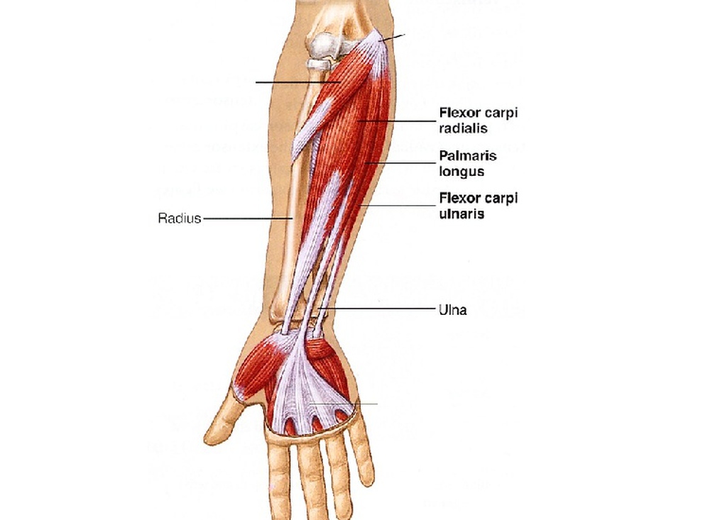 Tại sao một số người không có cơ palmaris longus? - Ảnh 1.