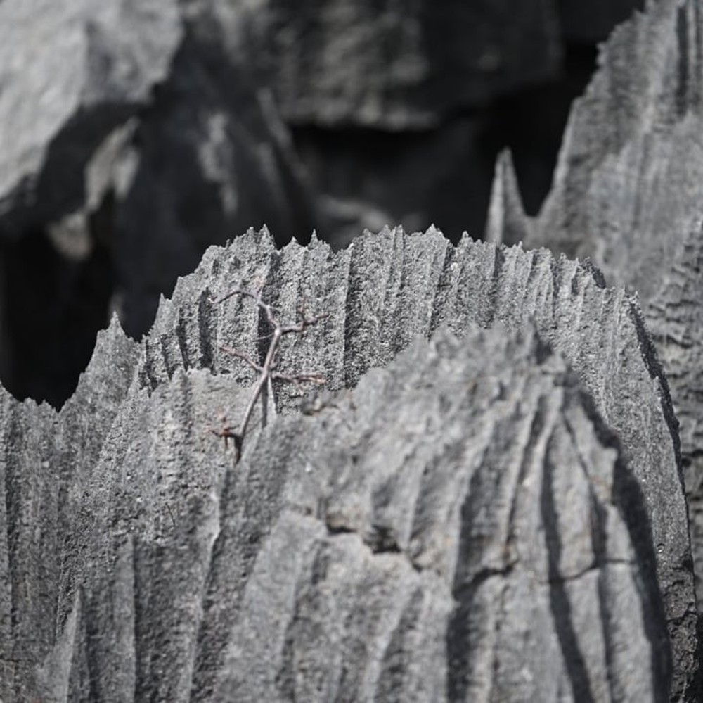 Chiêm ngưỡng rừng đá như một thảm chông khổng lồ, hiểm trở bậc nhất thế giới - Ảnh 7.