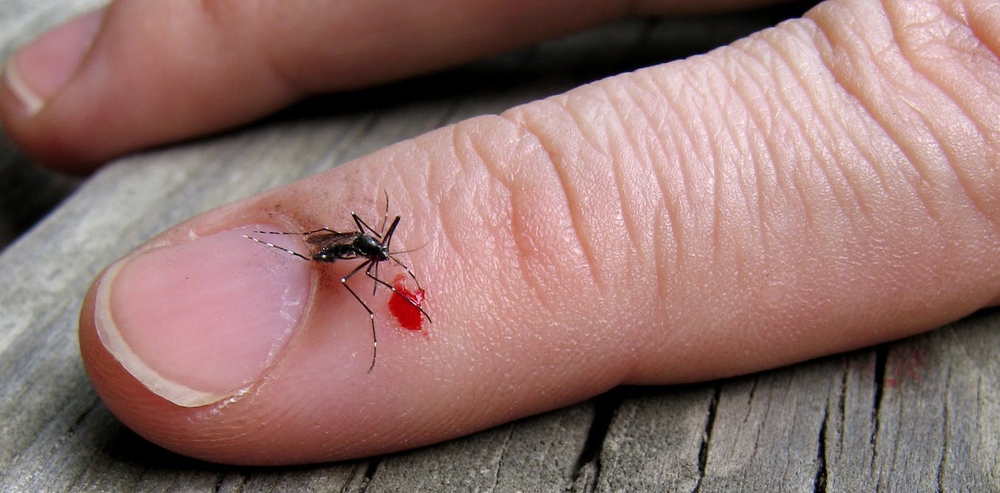 Quá trình hút máu của muỗi đáng sợ thế nào? - Ảnh 3.