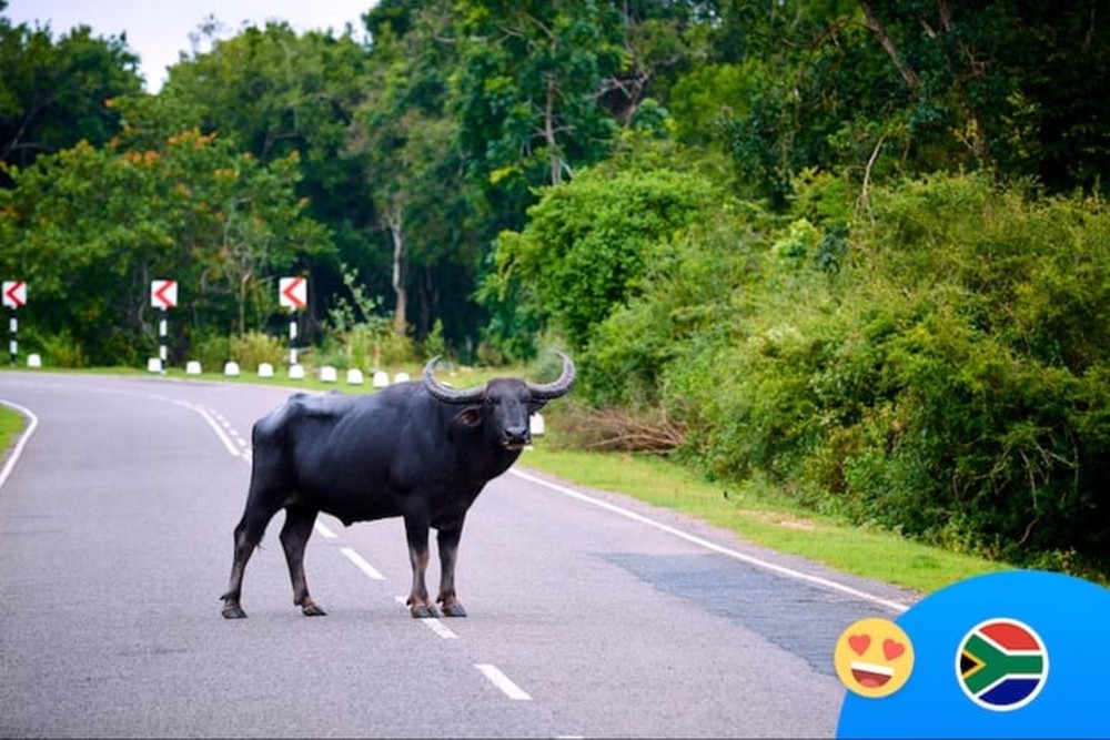 Những luật giao thông kỳ lạ trên thế giới - Ảnh 2.