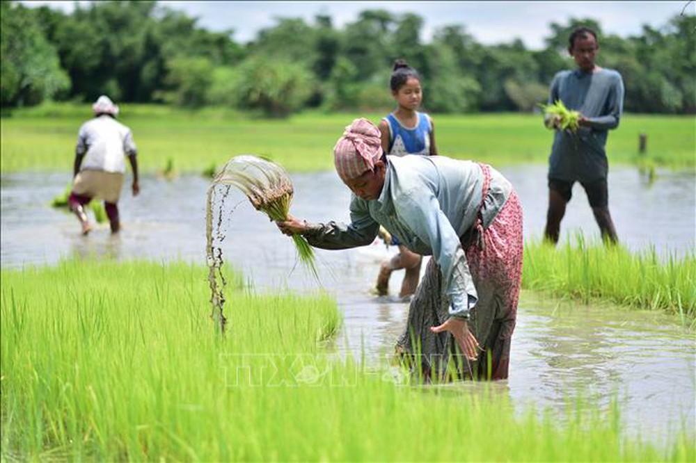 Giá gạo cao kỷ lục, Ấn Độ tăng diện tích trồng lúa - Ảnh 1.