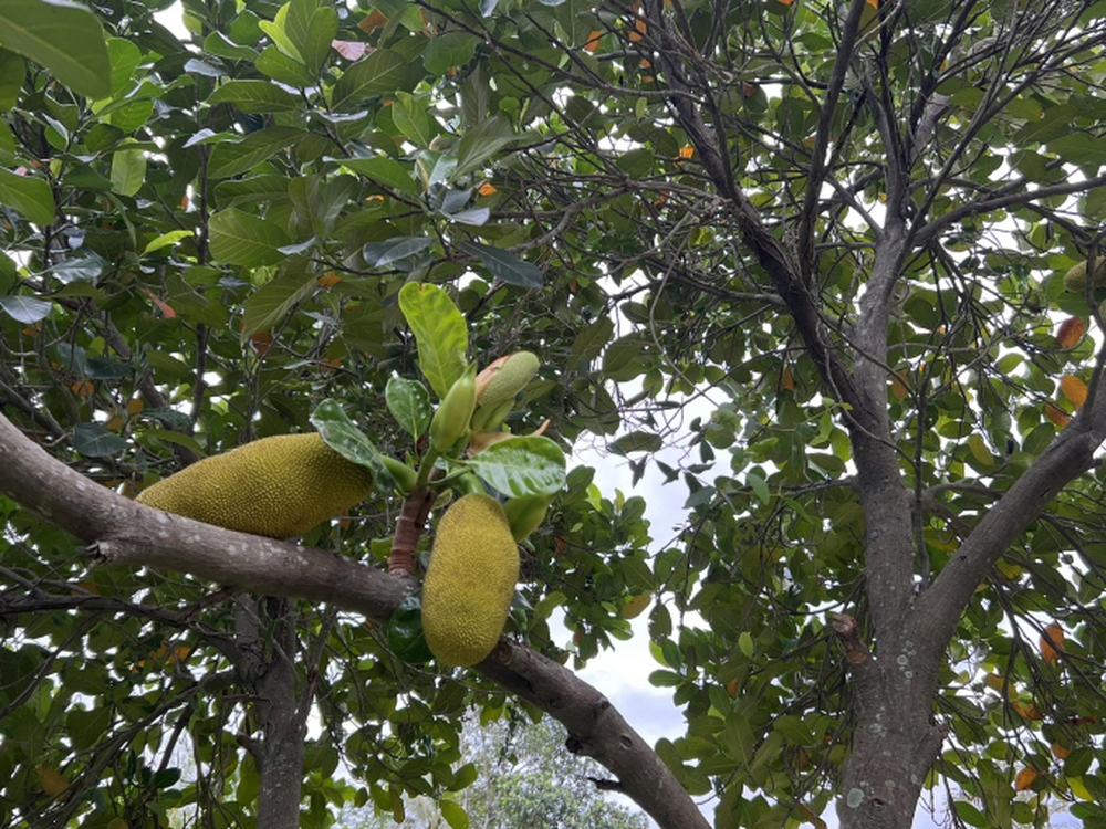 Chán cuộc sống ồn ào, vợ chồng doanh nhân bỏ phố về quê: Chi 12 tỷ để sở hữu không gian sống thơ mộng, xây cả resort để nghỉ dưỡng - Ảnh 10. Chán cuộc sống ồn ào, vợ chồng doanh nhân bỏ phố về quê: Chi 12 tỷ để sở hữu không gian sống thơ mộng, xây cả resort để nghỉ dưỡng - Ảnh 10.