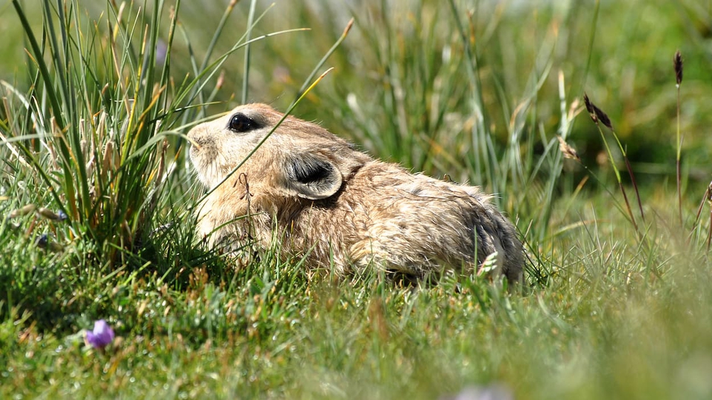 Tại sao lại có tận 1,2 tỷ con thỏ pika sinh sống trên cao nguyên cao nhất thế giới? - Ảnh 8.