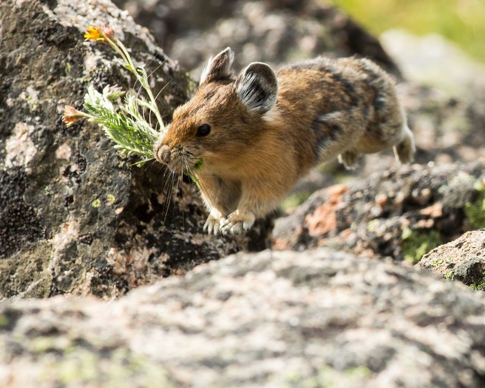 Tại sao lại có tận 1,2 tỷ con thỏ pika sinh sống trên cao nguyên cao nhất thế giới? - Ảnh 4.