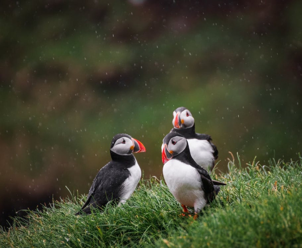 Faroe - quần đảo thiên đường của cừu và những ngôi nhà đầy sắc màu mọc trên cỏ xanh - Ảnh 10.