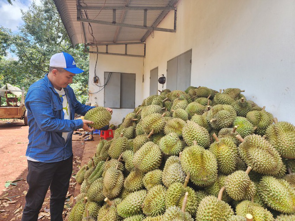 Nội soi sầu riêng kiếm trăm triệu đồng mỗi tháng - Ảnh 4.