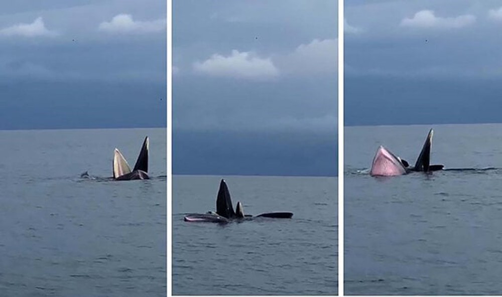Người dân thích thú chiêm ngưỡng đàn cá voi bơi lội trên vùng biển Cô Tô - Ảnh 2.