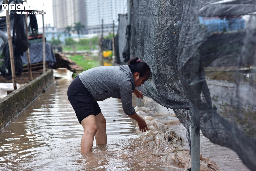 Hà Nội: Làng hoa Tây Tựu lao đao vì ngập, người dân gấp rút xả nước cứu vườn - Ảnh 7.