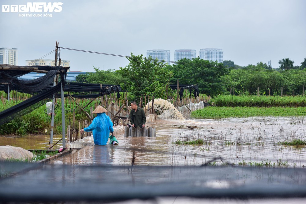 Hà Nội: Làng hoa Tây Tựu lao đao vì ngập, người dân gấp rút xả nước cứu vườn - Ảnh 6.