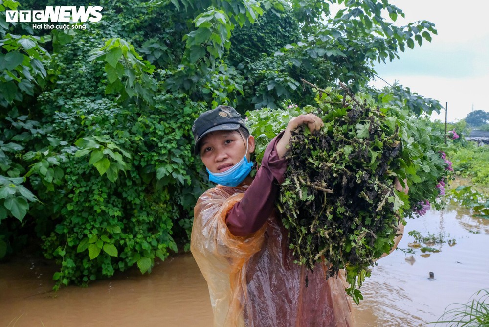 Hà Nội: Làng hoa Tây Tựu lao đao vì ngập, người dân gấp rút xả nước cứu vườn