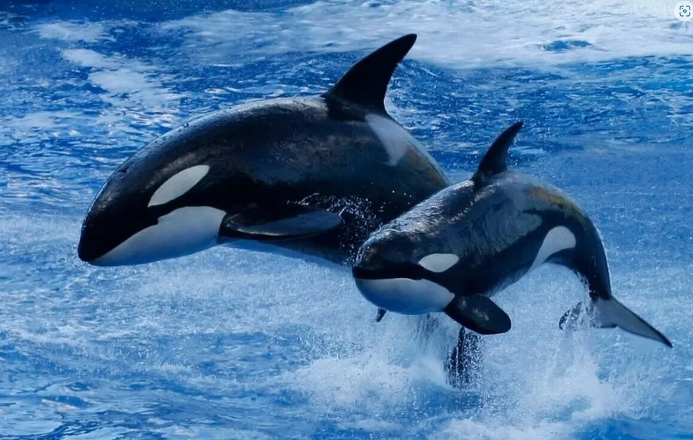 Cá voi sát thủ - loài vật nguy hiểm nhất trên Trái Đất - Ảnh 1.