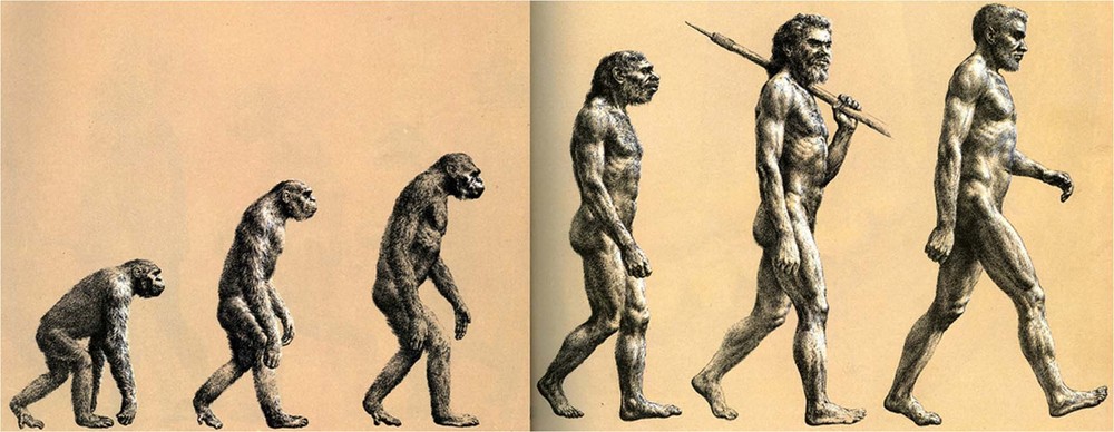 Thuyết tiến hóa do Darwin đề xuất có thực sự đáng tin? - Ảnh 7.