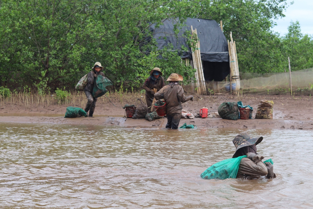 Những người phụ nữ ngâm mình dưới bùn lầy, săn sản vật ở rừng ngập mặn Ninh Bình - Ảnh 2.