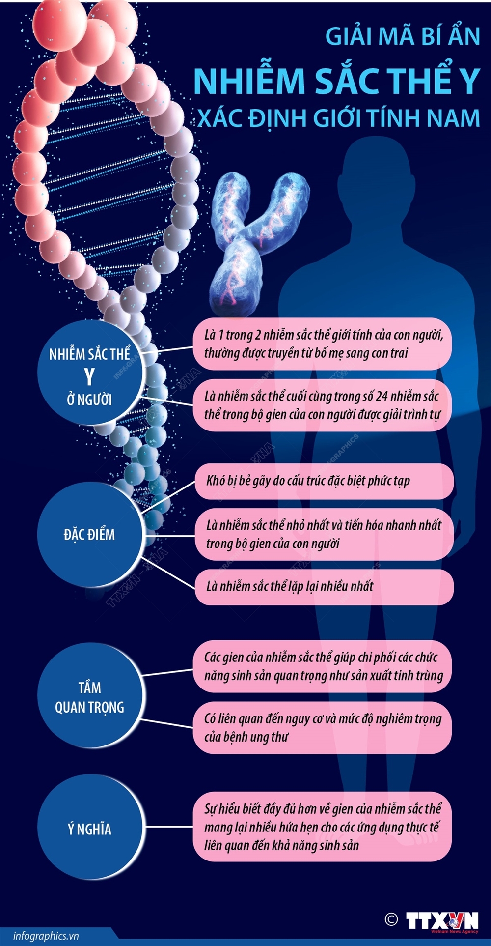 Giải mã bí ẩn nhiễm sắc thể Y xác định giới tính nam - Ảnh 1.