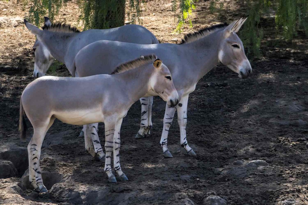 Bí mật của loài lừa hoang châu Phi có chân ngựa vằn - Ảnh 9.