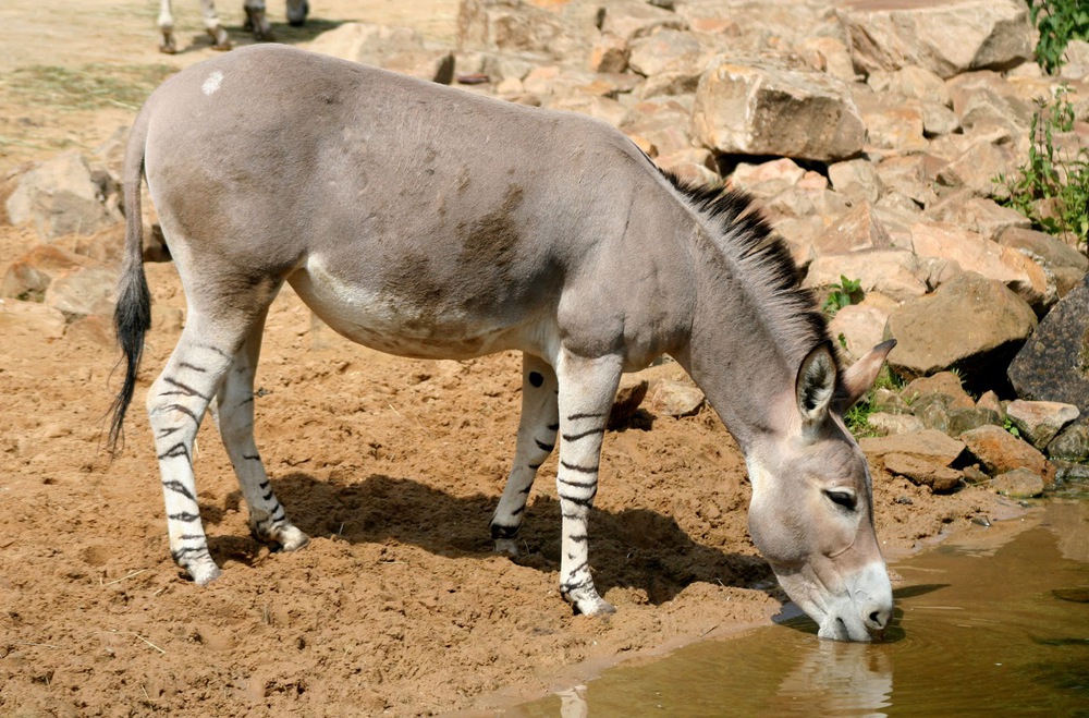 Bí mật của loài lừa hoang châu Phi có chân ngựa vằn - Ảnh 8.