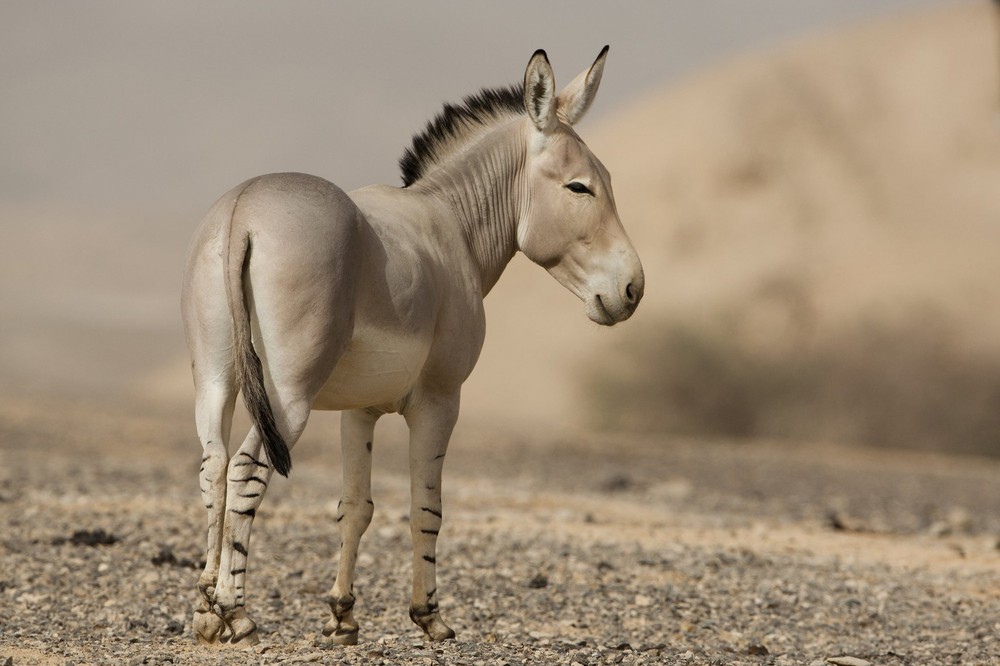 Bí mật của loài lừa hoang châu Phi có chân ngựa vằn - Ảnh 6.