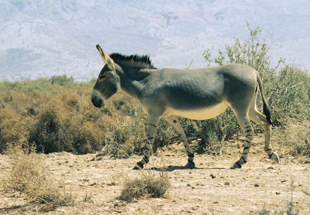 Bí mật của loài lừa hoang châu Phi có chân ngựa vằn - Ảnh 4.