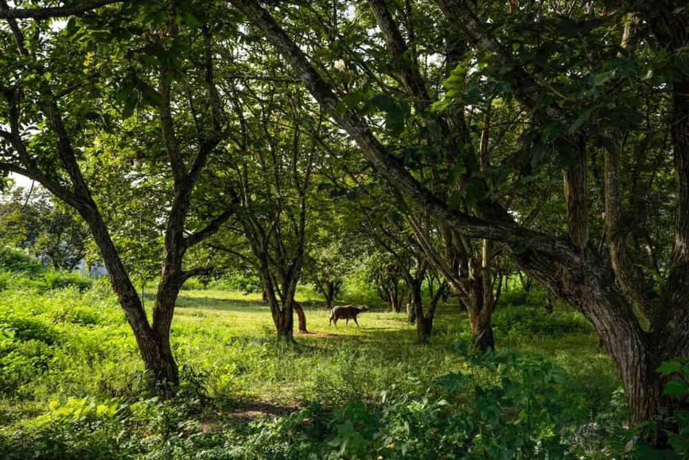 Mùa thu vào rừng thu hoạch hạt dẻ ở các địa điểm cách Hà Nội nhiều nhất 5 tiếng chạy xe - Ảnh 1.